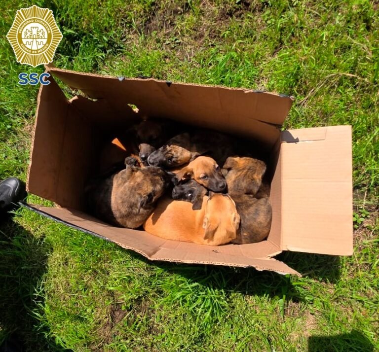 rescate de cachorros en Tlalpan por policías de la SSC