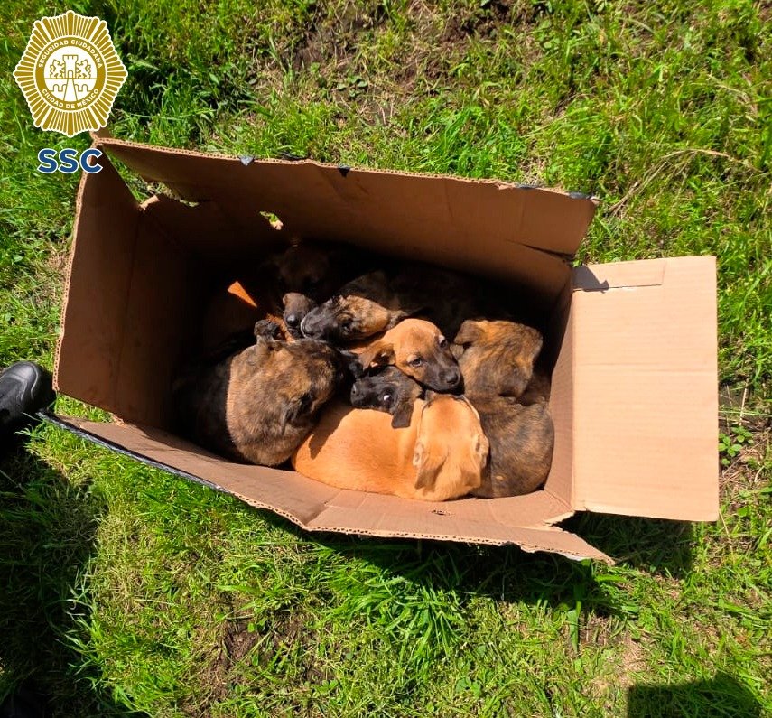 rescate de cachorros en Tlalpan por policías de la SSC
