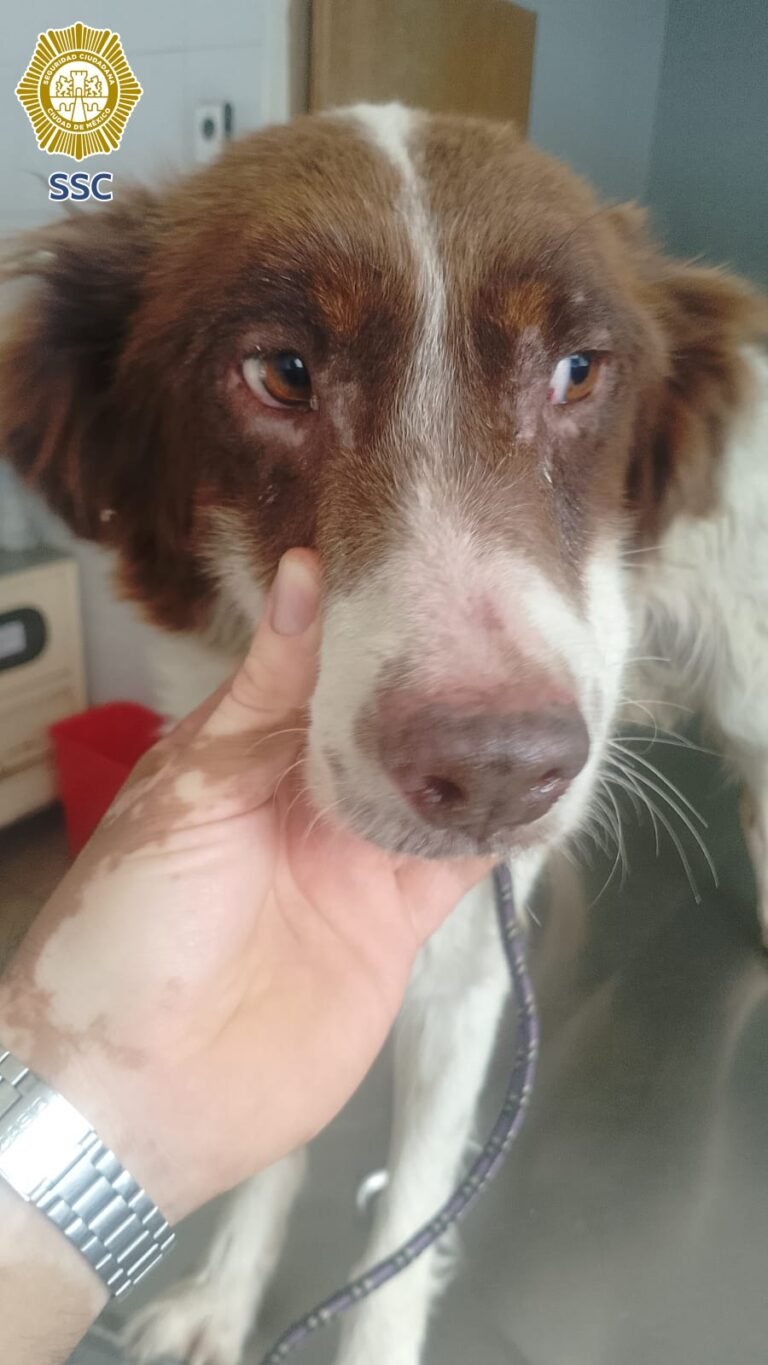 rescate de perrita en Tláhuac