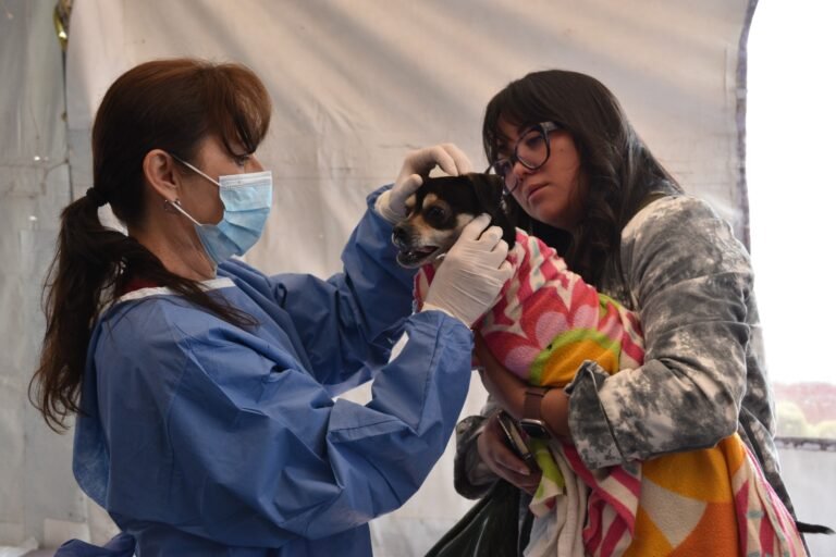 Mega jornada gratuita de esterilización en Texcoco para perros y gatos en el Estado de México