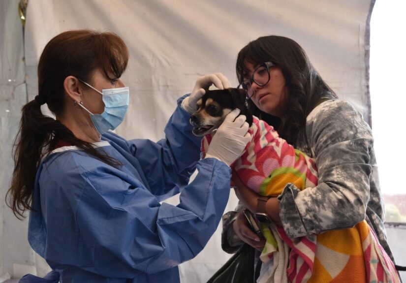 Mega jornada gratuita de esterilización en Texcoco para perros y gatos en el Estado de México